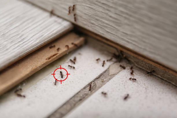 Best Ant Control Services  in Lusk, WY