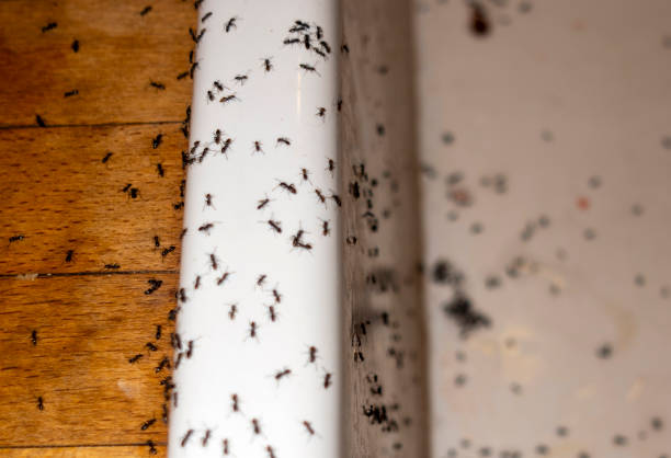 Best Rat Extermination Near Me  in Lusk, WY