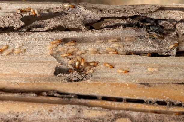Best Pest Control for Businesses  in Lusk, WY